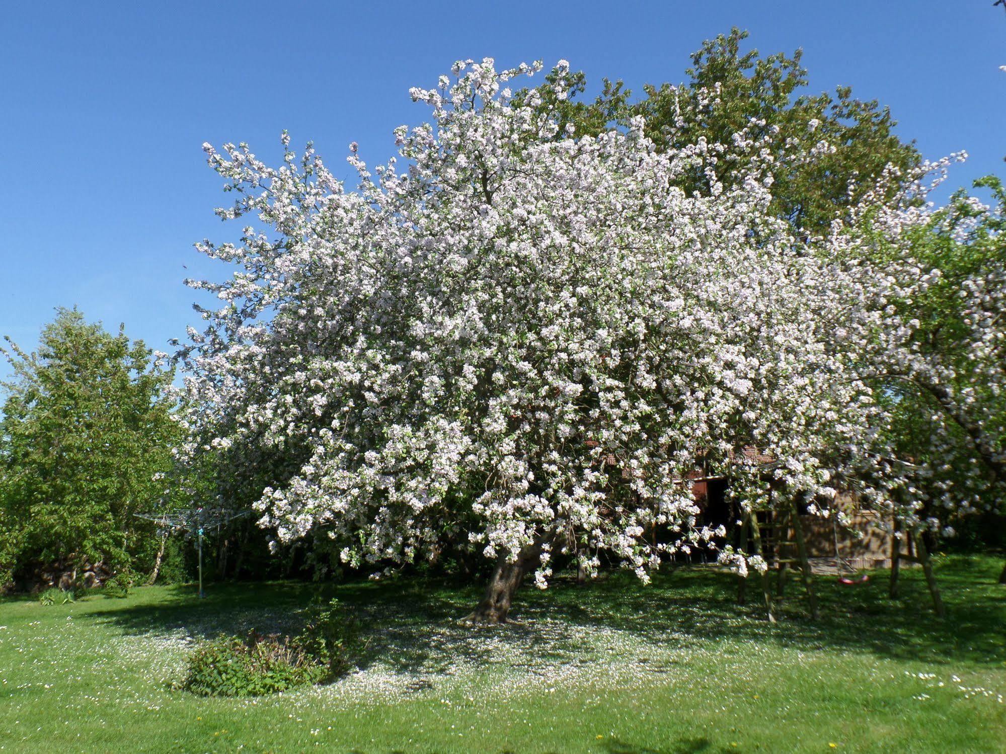 Pension Schwalbenhof Klausdorf  Buitenkant foto